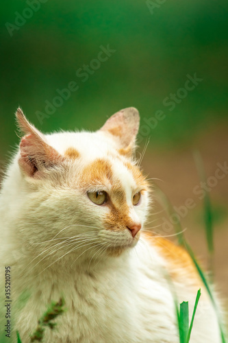 Beautiful stray cat without a house portrait on a green background