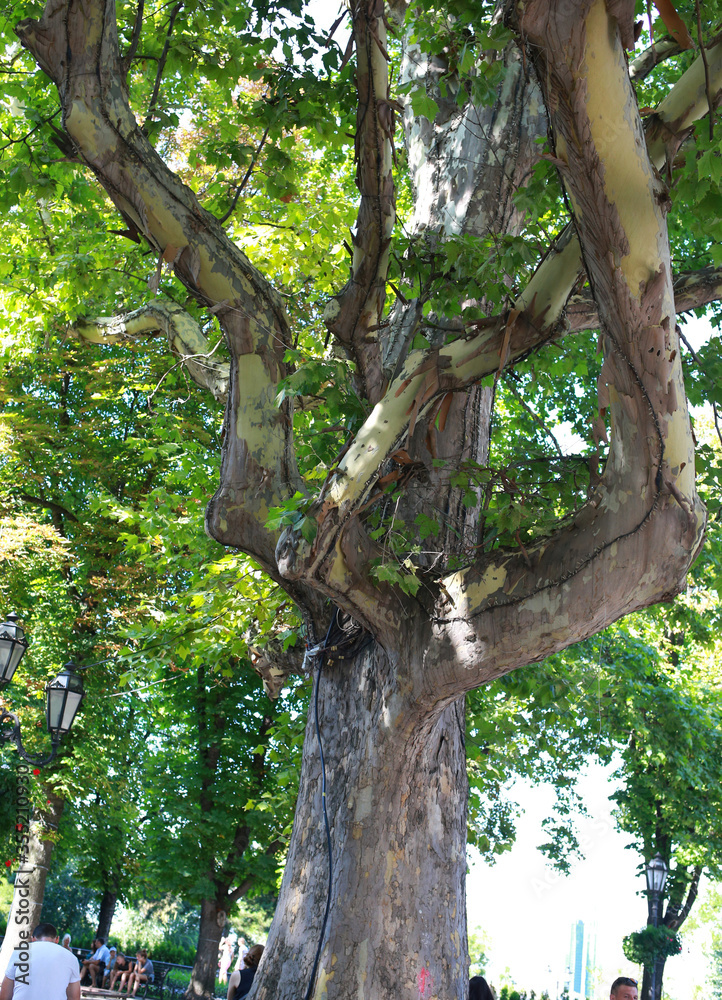 Fototapeta premium Ukraine Odessa July 2018. Old maple tree in Odessa. Green city Odessa, Ukraine. Tourism and historical sites.