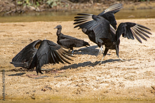 Vultures dancing at a tropical beach