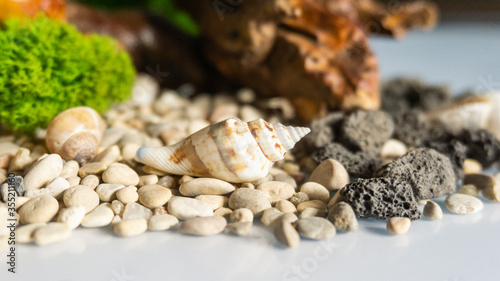 Sea pebbles, shells, stabil...