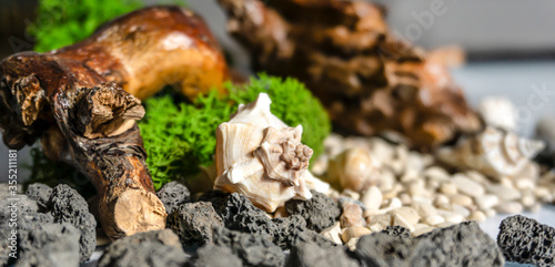Sea pebbles, shells, stabilized moss and wooden driftwood on a white isolated background. Volcanic stones.