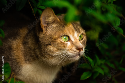 A cat peeks out from behind a bush, from behind grass, a crouching animal, portrait