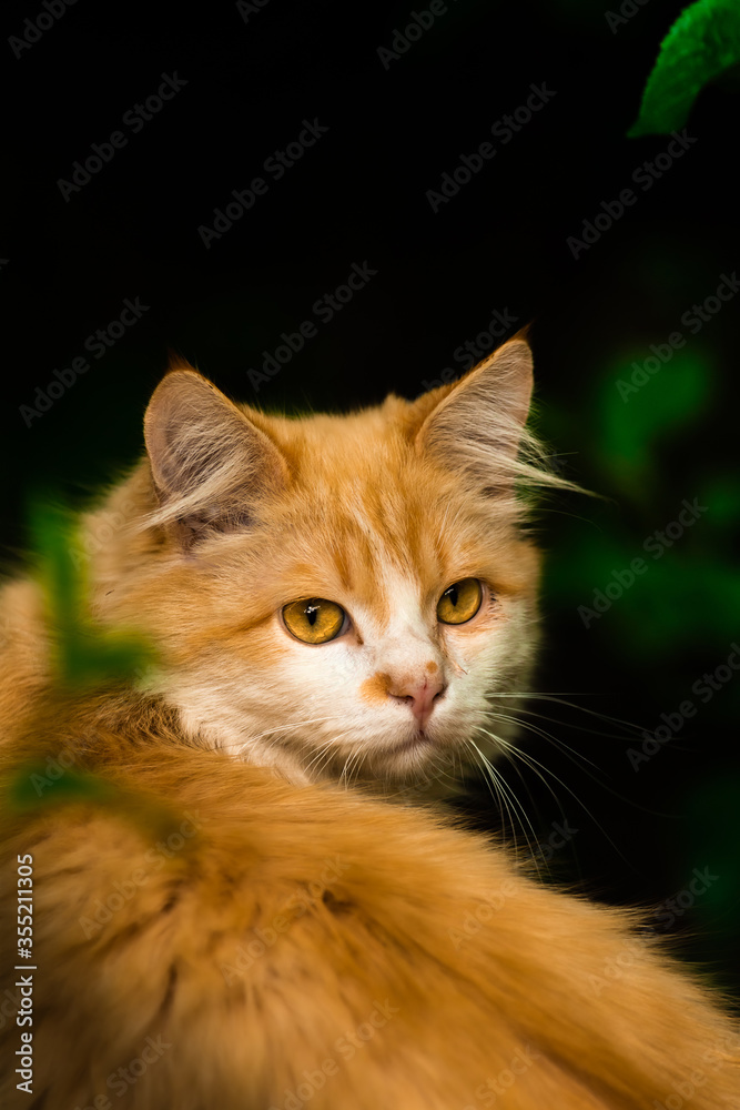 Beautiful and elegant cat turns around, nature is incredible