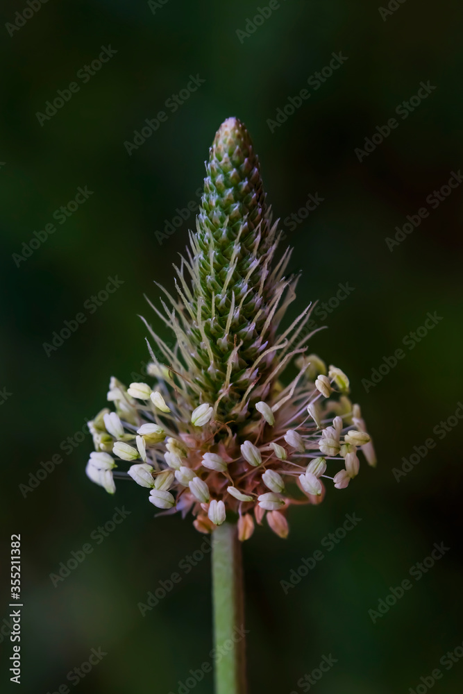 Green plant with a long stem
and seeds. Macro photo. Flowering plants close-up. Green grass in the spring. The texture of the leaves and seeds of a green plant. Plant stems on the ground Green plant with a long stem
and seeds. Macro photo. Flowering plants close-up. Green grass in the spring. The texture of the leaves and seeds of a green plant. Plant stems on the ground