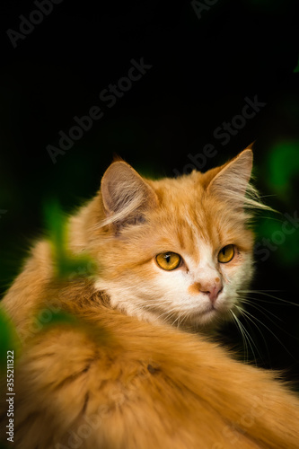 Beautiful and elegant cat turns around, nature is incredible