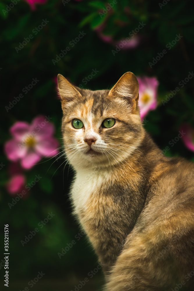 Beautiful cat on a background of a bush with flowers, a stray animal