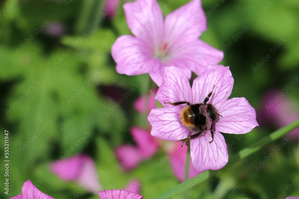 Bee, Bombus sp. collecting nectar and pollinating a Pink Cranesbill Geranium flower, Wargrave Pink, Geranium endressi Bee, Bombus sp. collecting nectar and pollinating a Pink Cranesbill Geranium flower, Wargrave Pink, Geranium endressi