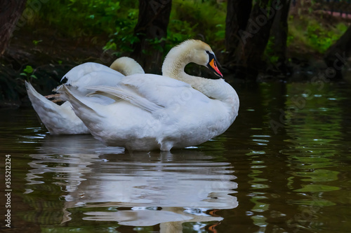 White swans on a pond in a park. Reflection of white birds in a lake. Green leaves of trees reflected in water. White feathers of birds. A pond with swans. Swans clean feathers and swim in a lake.