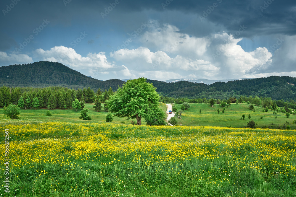 Yellow flowers, trees, clouds and road. Meadow landscape panorama was taken in Savsat / Şavşat, Artvin, Black Sea / Karadeniz region of Turkey