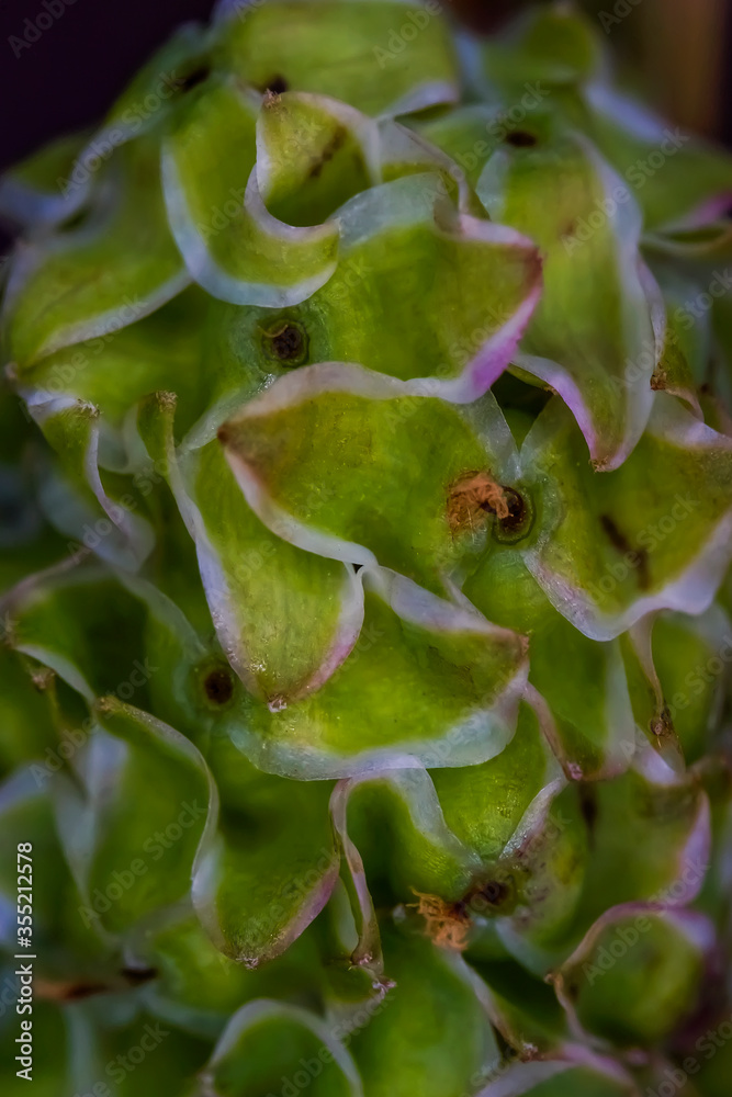 Green plant macro photo. Abstract floral spring green background. Leaves and seeds of a plant close-up. Green grass in the spring. The texture of the leaves and seeds of a green plant. Green plant macro photo. Abstract floral spring green background. Leaves and seeds of a plant close-up. Green grass in the spring. The texture of the leaves and seeds of a green plant.