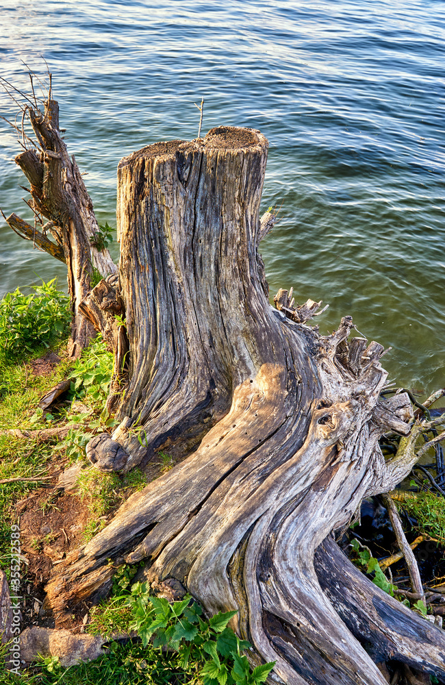 Dried pale colored tree trunk stump on the shore of a lake.