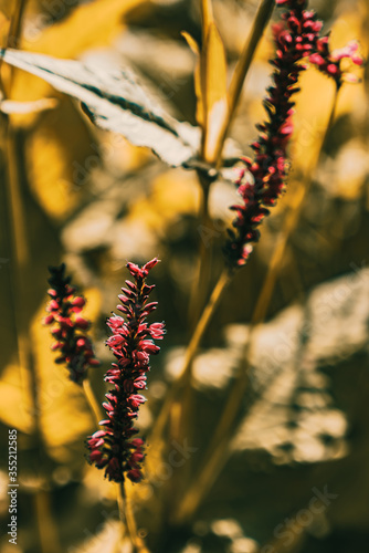 Des plantes en automne  © Jonathan
