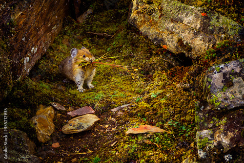 Pika near Moraine Lake in Canada photo