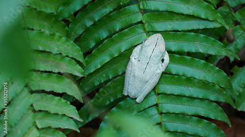 white frog in Manuel Antonio national park of Costa Rica