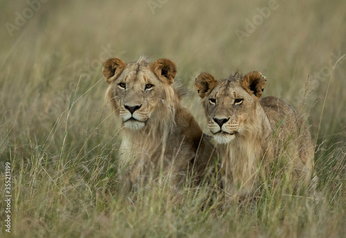 A pair of lion in the evening hours at Masai Mara, Kenya