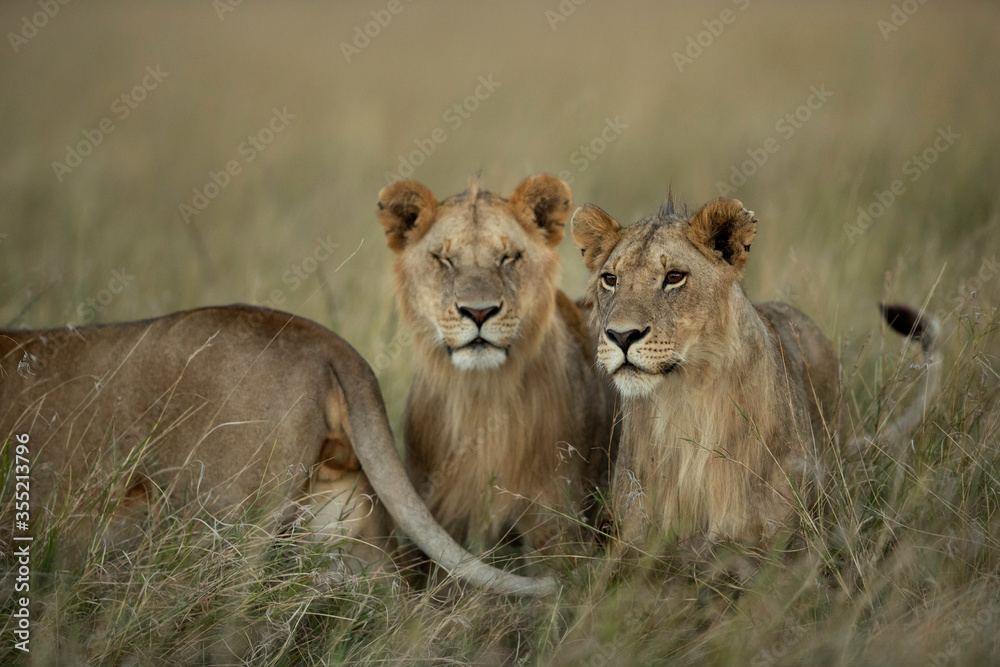 Lions in the evening light, Masai Mara Lions in the evening light, Masai Mara