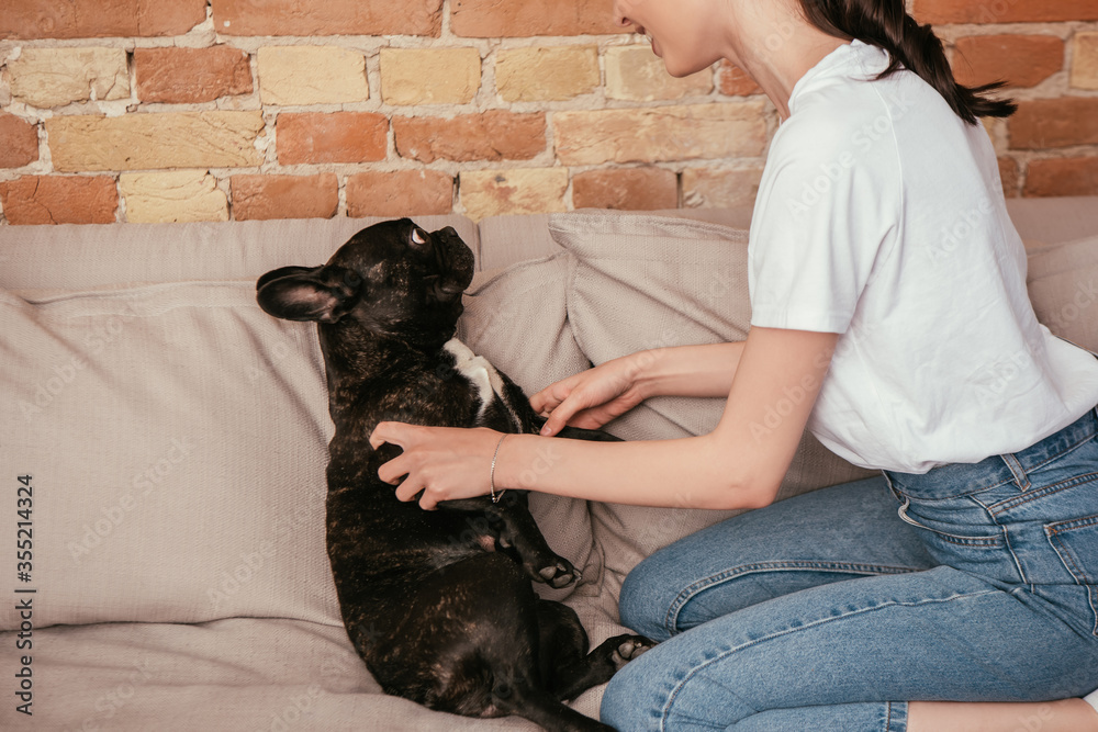 cropped view of happy woman playing with cute french bulldog in living room cropped view of happy woman playing with cute french bulldog in living room