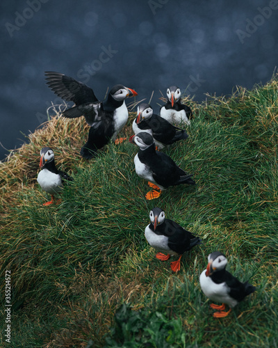 Atlantic Puffins in Iceland. Wild birds stands on green grass. Beautiful birds in Iceland. Mykines Faroe Islands, Scotland.