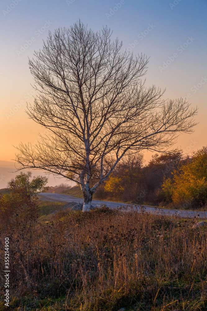 lonely tree in the morning