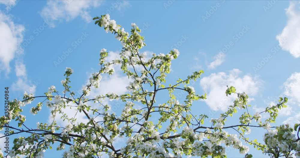 Apple blossom in the Park, flowers slowly swaying in the wind in the rays of the setting sun Apple blossom in the Park, flowers slowly swaying in the wind in the rays of the setting sun