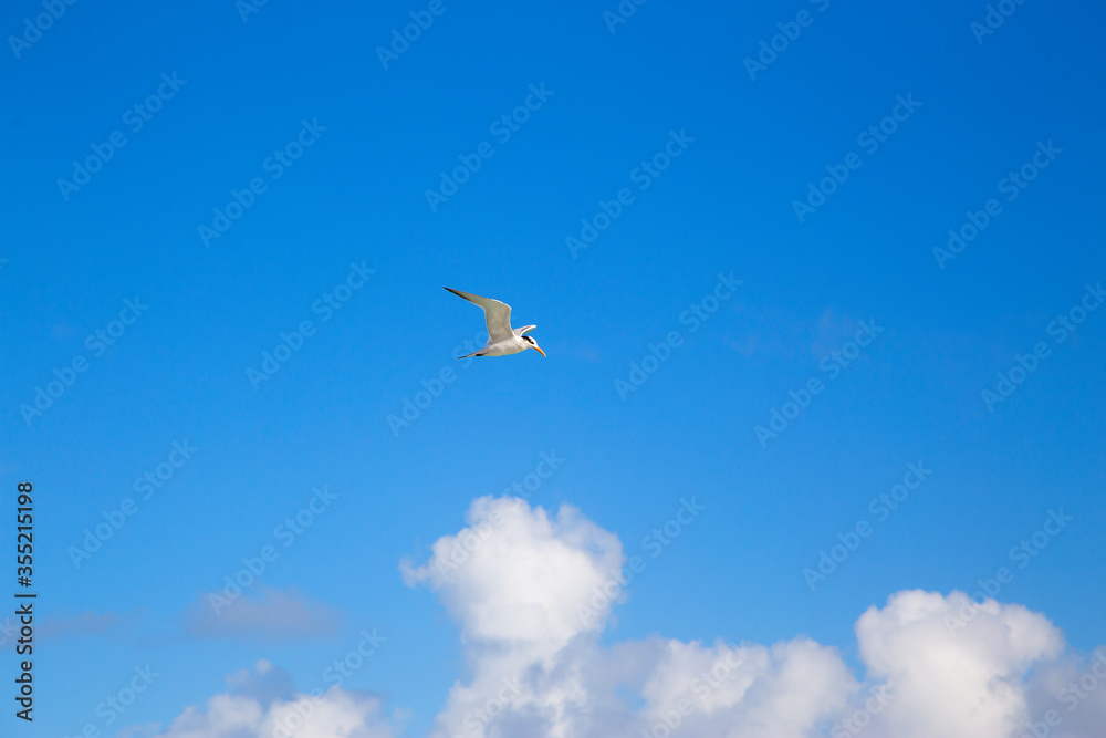 Flight of a sea bird on a blue sky with clouds.Horizontally.