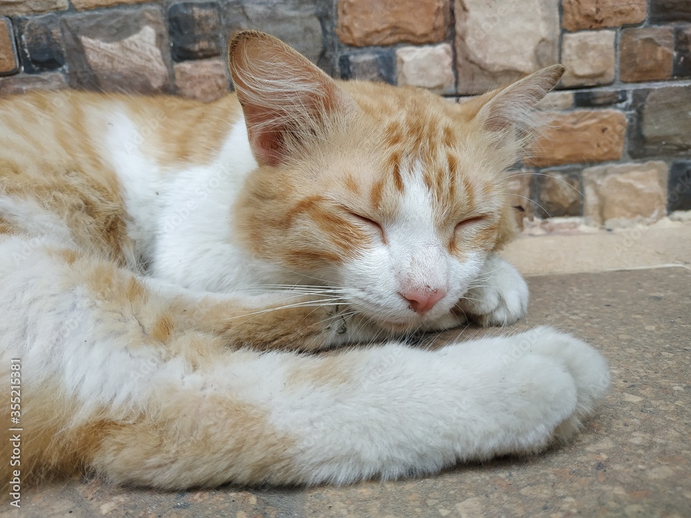 Fototapeta premium The cat sleeps on the floor