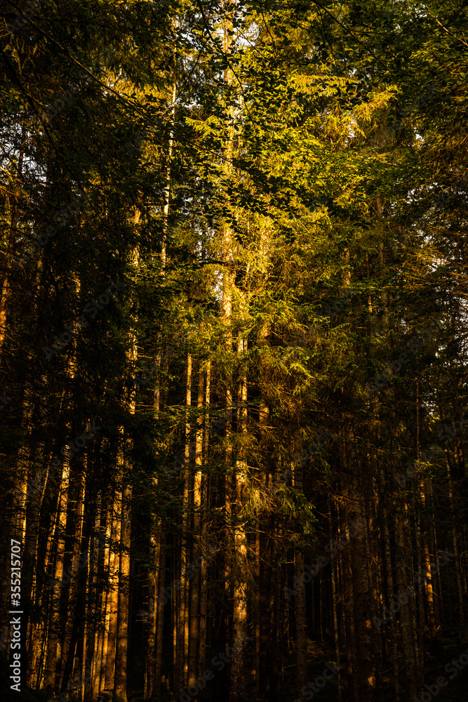 Obraz premium Wald Lichtung