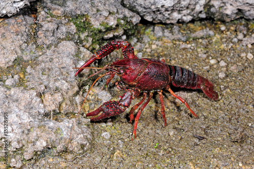 Swamp crayfish, Louisiana crawfish (Procambarus clarkii)  photo