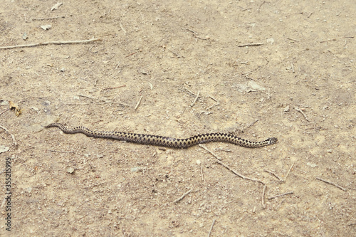 Serpent se déplaçant sur le sable .