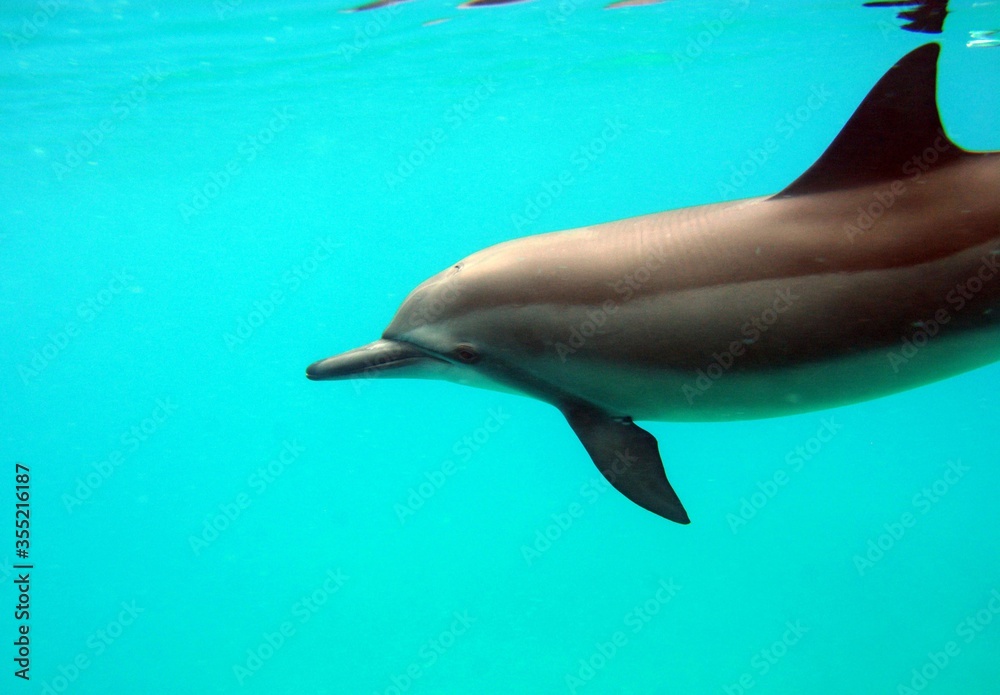 Obraz premium Small pink dolphin alone