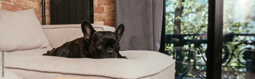 panoramic shot of black french bulldog looking at camera while lying on sofa in living room panoramic shot of black french bulldog looking at camera while lying on sofa in living room
