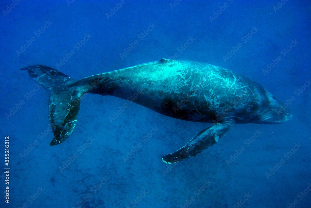 Fototapeta premium Blue whale swimming
