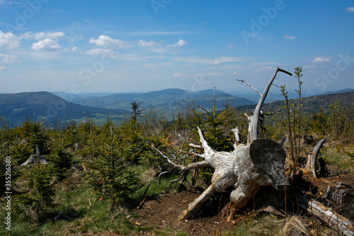 Fototapeta Naklejka Na Ścianę i Meble -  wooden trunk and mountain landscape in Poland