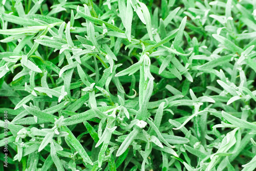 background of small green leaves . green texture background of small green leaves . green texture