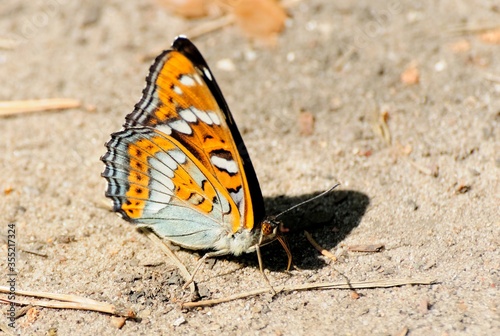 Great viceroy (Limenitis populi) on sandy soil. Moscow region. Russia.