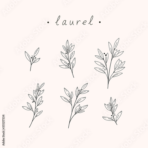 Branch of a Bay tree. Flat vector illustration.