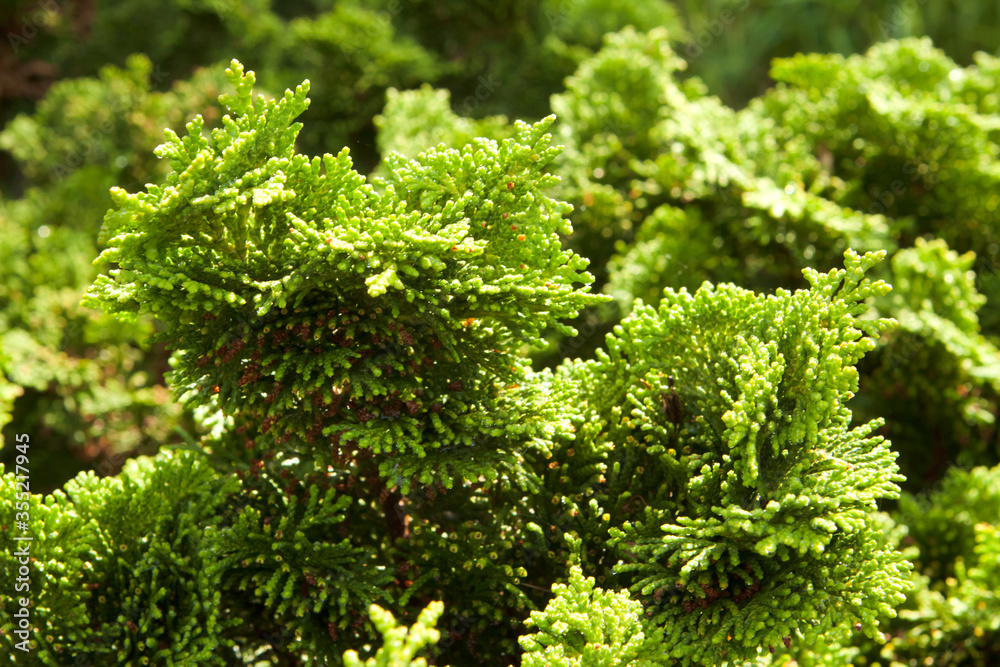 Hinoki Cypress Foliage Close Up Green Texture