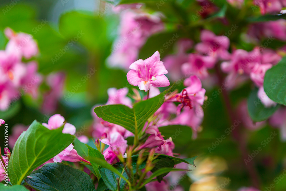 Spring time when cherry blossoms are in full bloom. Cherry blossoms against a blurred background. Spring time when cherry blossoms are in full bloom. Cherry blossoms against a blurred background.