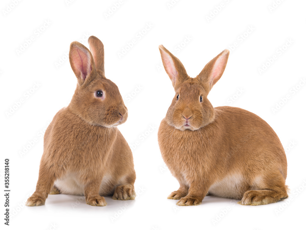 Fototapeta premium two brown bunny is isolated on a white background.