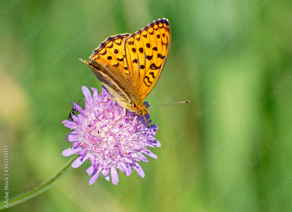 High Brown Fritillary (Argynnis adippe) a summer flower. Moscow region. Russia. High Brown Fritillary (Argynnis adippe) a summer flower. Moscow region. Russia.