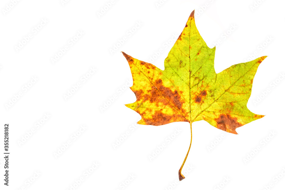 Fototapeta premium Leaves with a white background