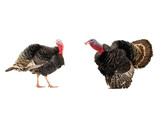 two turkey isolated on a white background.. 1.5 year,  weight is 12 kilograms.