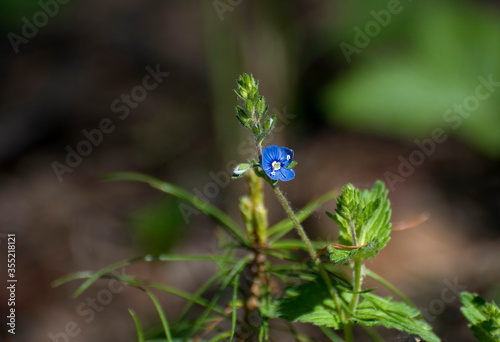 Little blue flower, Veronica Oakwood (Veronica chamaedrys L.), may morning.