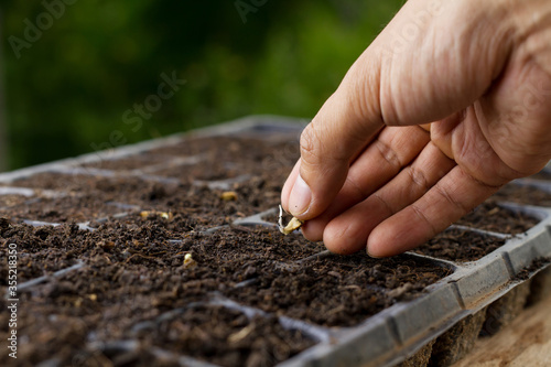 Sow seed by hand of expert farmer, grow in black health soil at home garden or vegetable farm.