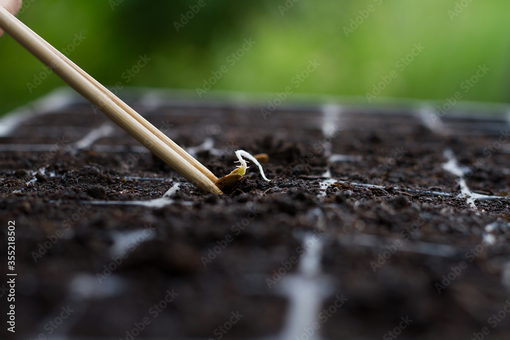Expert farmer using wood tweezers planting a seed of vegetable on black healthy soil in nursery pot with green of leaf, nature background at home garden. sowing a seed concept. Expert farmer using wood tweezers planting a seed of vegetable on black healthy soil in nursery pot with green of leaf, nature background at home garden. sowing a seed concept.