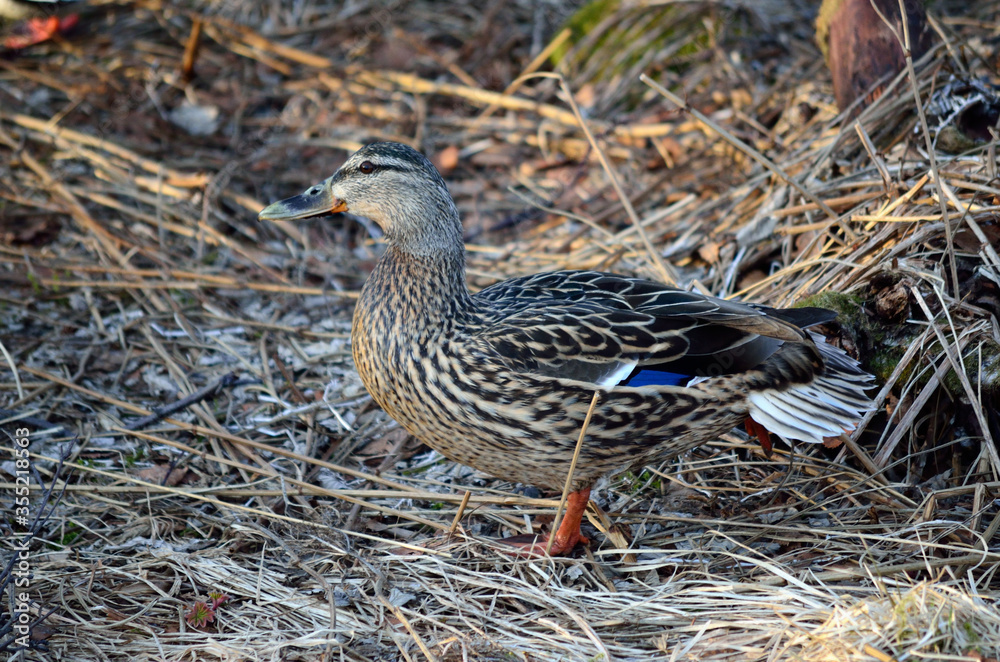 beautiful female mallard duck in spring forest looking for food beautiful female mallard duck in spring forest looking for food