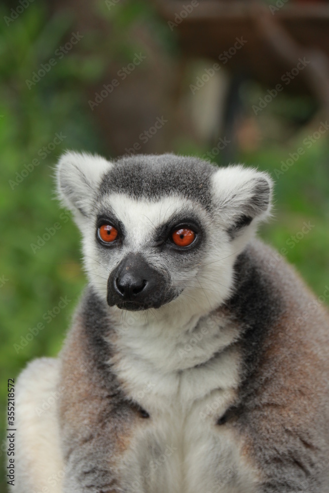 The cute monkey named Lemuriformes portrait,The mom lemur and 2 baby on tree