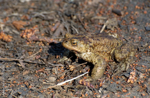 Gray toad (Bufo bufo) spring in the forest, near a small lake. Moscow region. Russia.