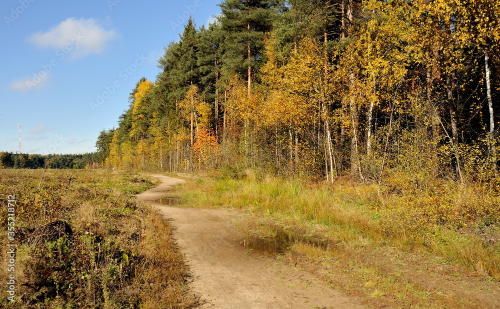 The road along the autumn forest in Moscow region The road along the autumn forest in Moscow region