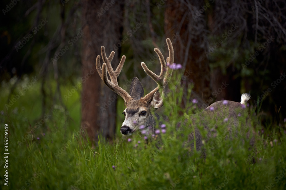 Mule deer buck in Rocky Mountains Canada Mule deer buck in Rocky Mountains Canada